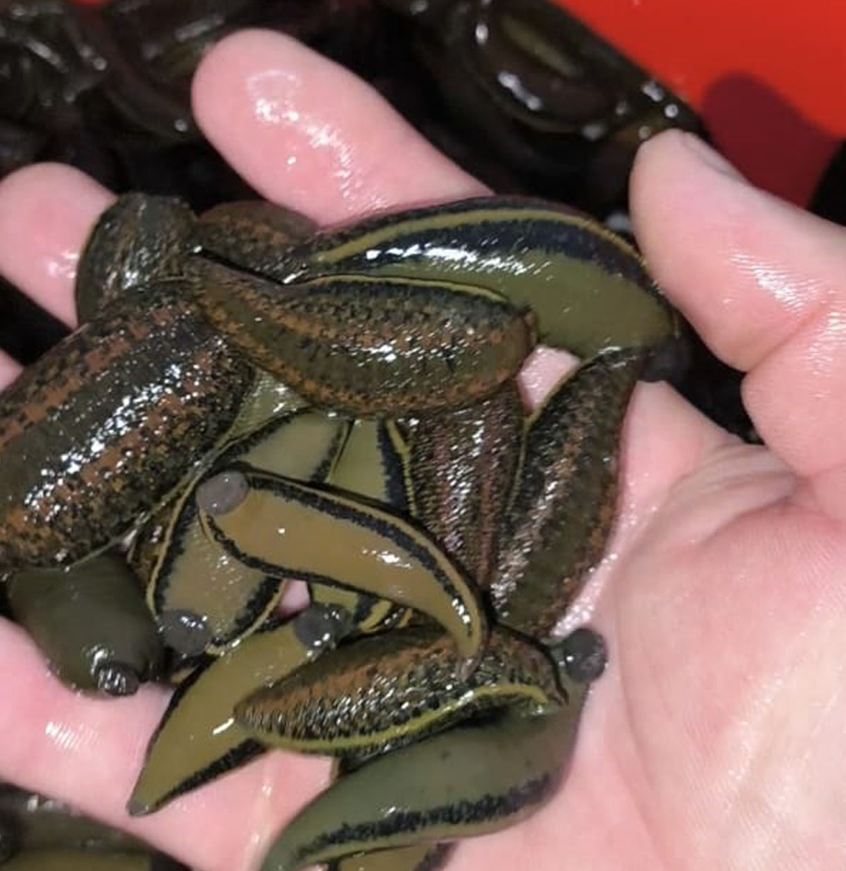 Anaç Boy Sülük 4-10 gr (10-19 Adet Arası Alımlarda Adet Fiyatı)