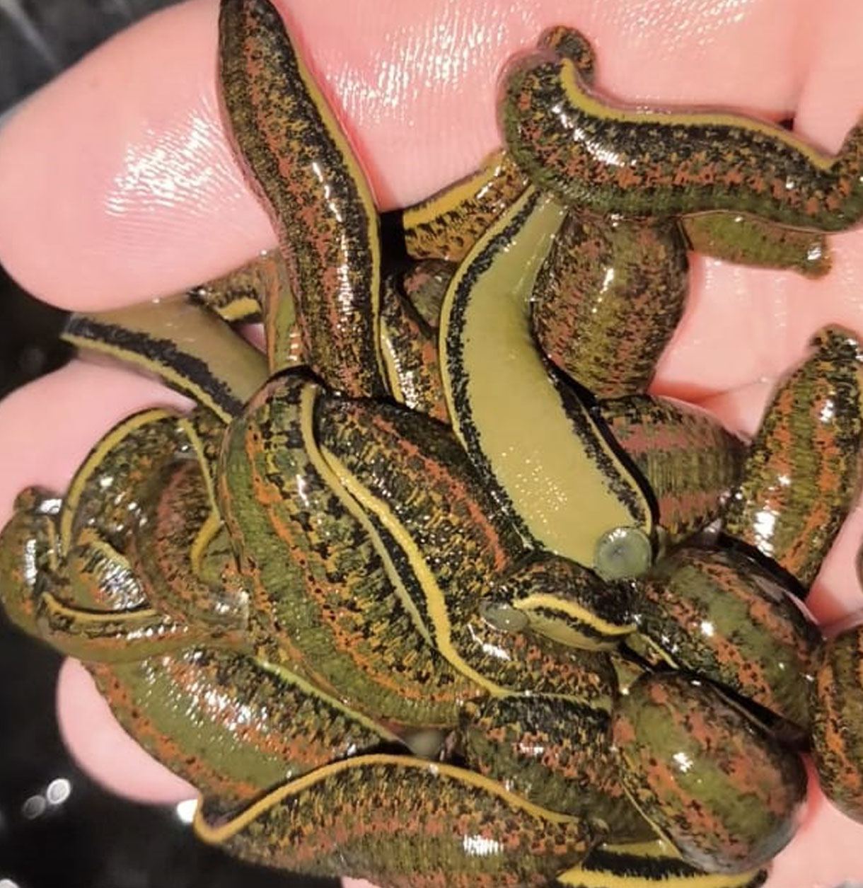 Büyük Boy Sülük 2-4 gr (10-19 Adet Arası Alımlarda Adet Fiyatı)