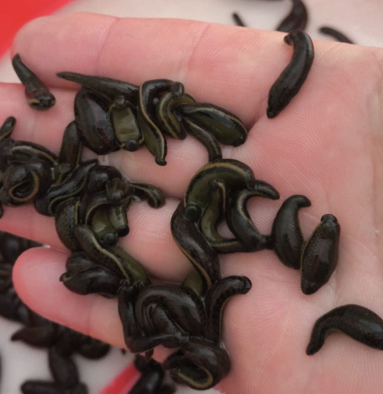 Doktor Boy Sülük 04-06 gr (10-19 Adet Arası Alımlarda Adet Fiyatı)