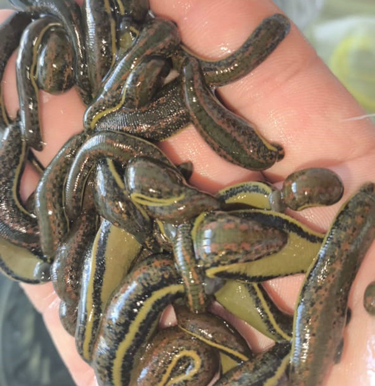 Orta Boy Sülük 0.7-1.8 gr (20-29 Adet Arası Alımlarda Adet Fiyatı)